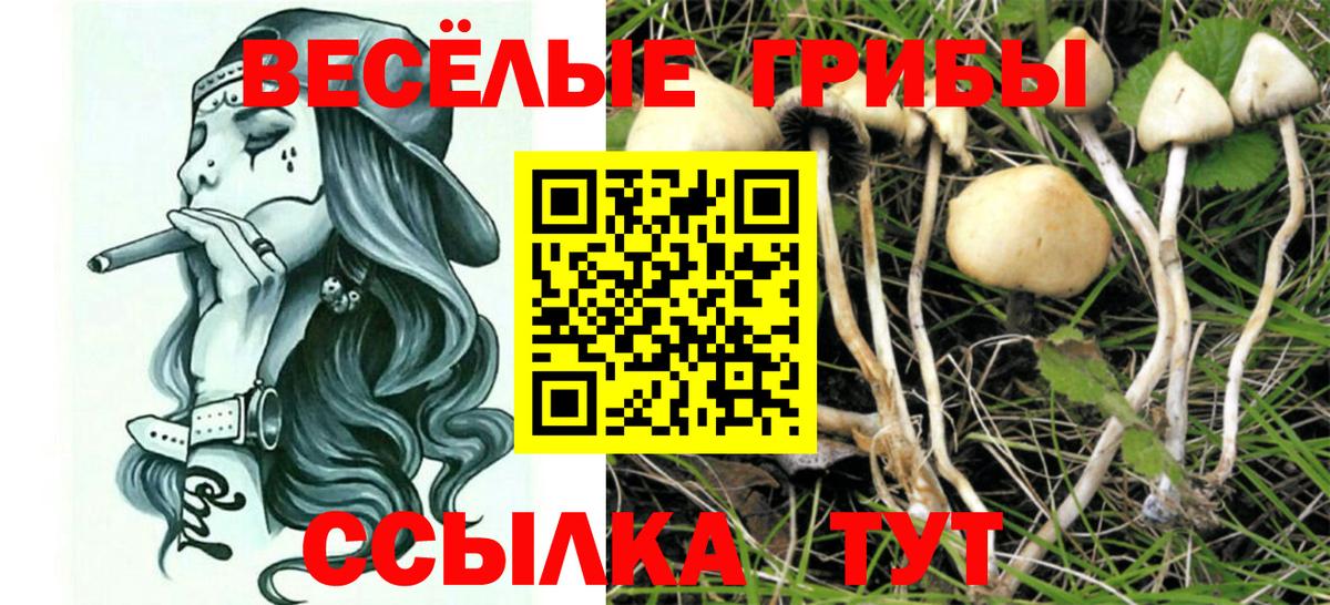 Псилоцибиновые грибы Psilocybine cubensis  Вход с VPN  Елабуга 